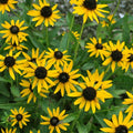 Rudbeckia fulgida 'Little Goldstar'