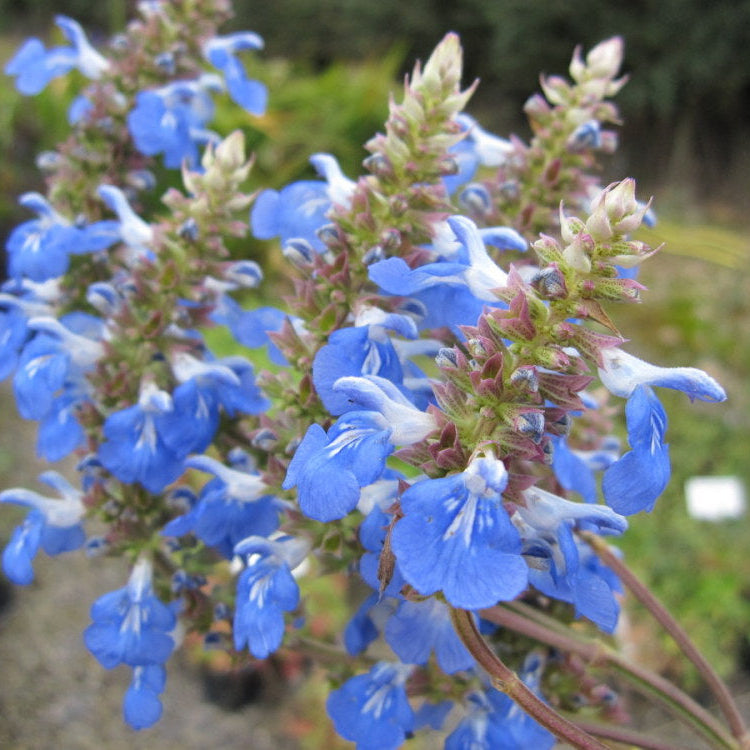 Salvia uliginosa -'Bog Sage'
