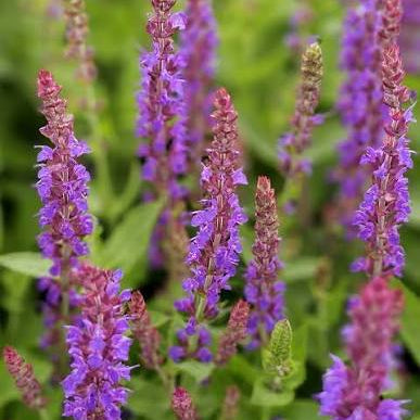 Salvia nemorosa 'Ostfriesland'