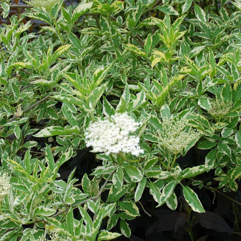 Sambucus nigra variegata -Variegated Elderberry