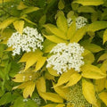 Sambucus nigra aurea - Golden Elderberry