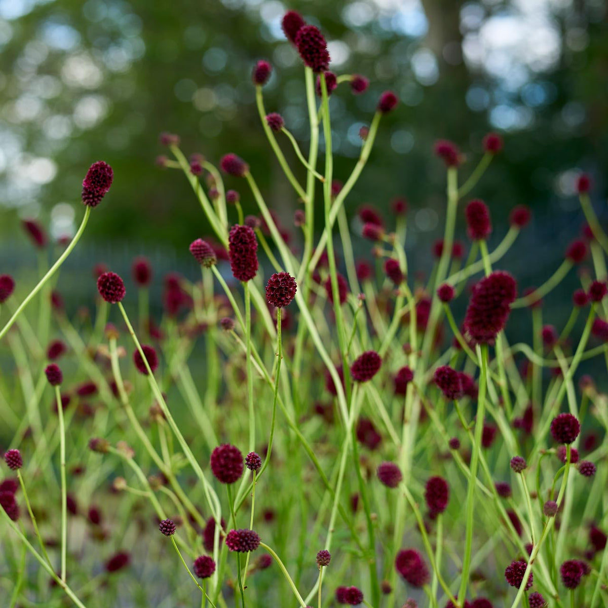 Sanguisorba officinalis 'Martin's Mulberry'