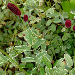 Sanguisorba officinalis variegata 'Shiro- Fukurin