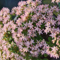 Sedum telphinium 'Thunder Cloud'