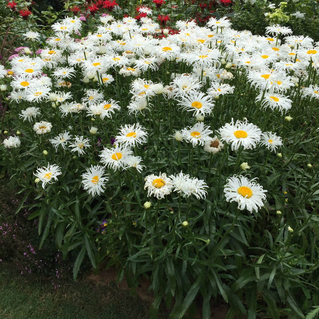 Leucanthemum -'Shaggy Gem' Shasta Daisy
