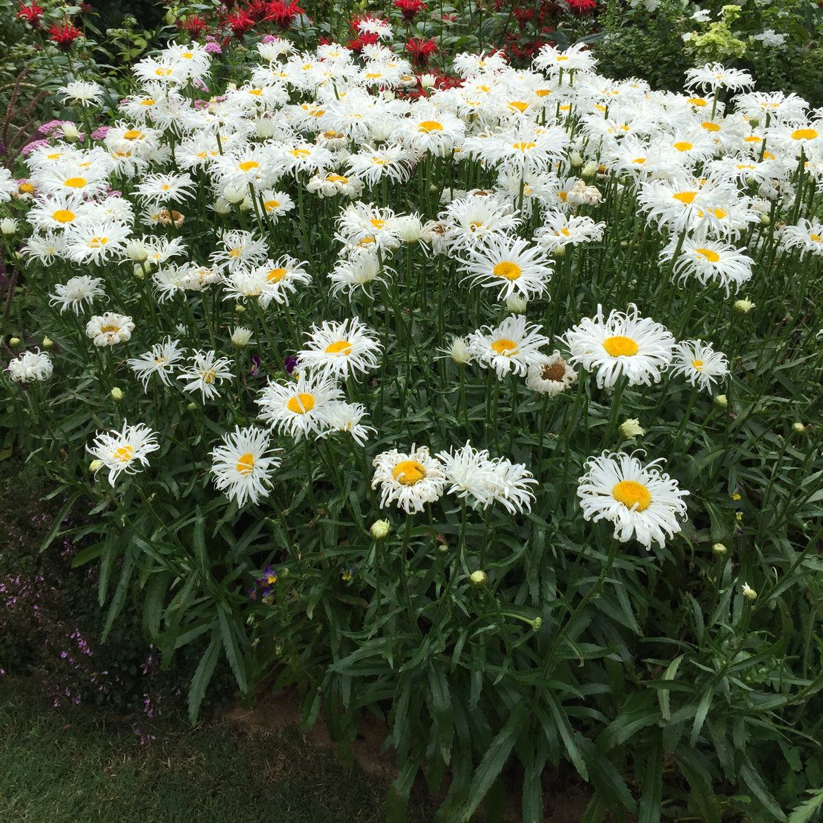 Leucanthemum -'Shaggy Gem' Shasta Daisy