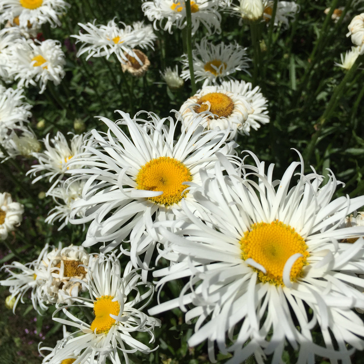 Leucanthemum -'Shaggy Gem' Shasta Daisy