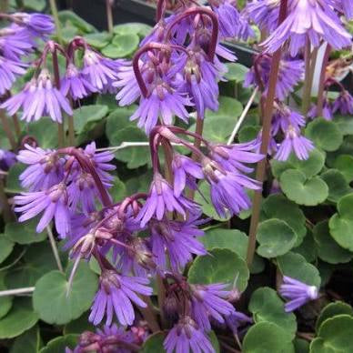 Soldanella montana- Mountain Fringe Flower