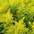 Solidago 'Golden Mosa'