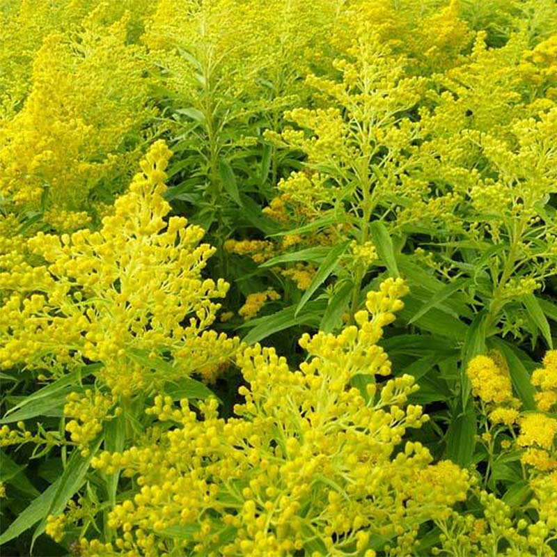 Solidago 'Golden Mosa'
