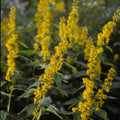 Solidago flexicaulis 'Gold Spangles'