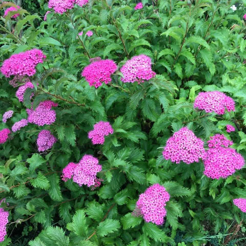 Spiraea x bumalda 'Dolchica'