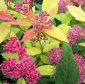 Spiraea x bulmada 'Gold Flame'