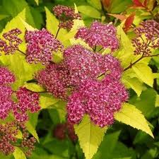 Spiraea x bulmada 'Gold Flame'