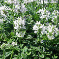 Stachys officinalis alba  - White Betony