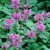 Stachys macrantha superba 'Betony'