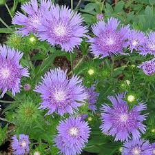 Stokesia laevis -  Mauve 'Stoke's Aster'