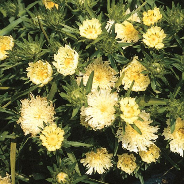 Stokesia laevis 'Mary Gregory' Stoke's Aster