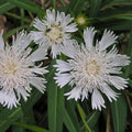 Stokesia laevis 'White Stoke's Aster'