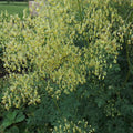 Thalictrum minus- Lesser Meadow Rue.