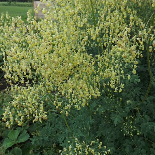 Thalictrum minus- Lesser Meadow Rue.