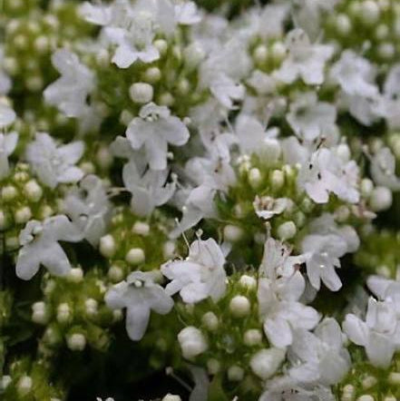 Thymus serphyllum 'Albus' - White Creeping Thyme