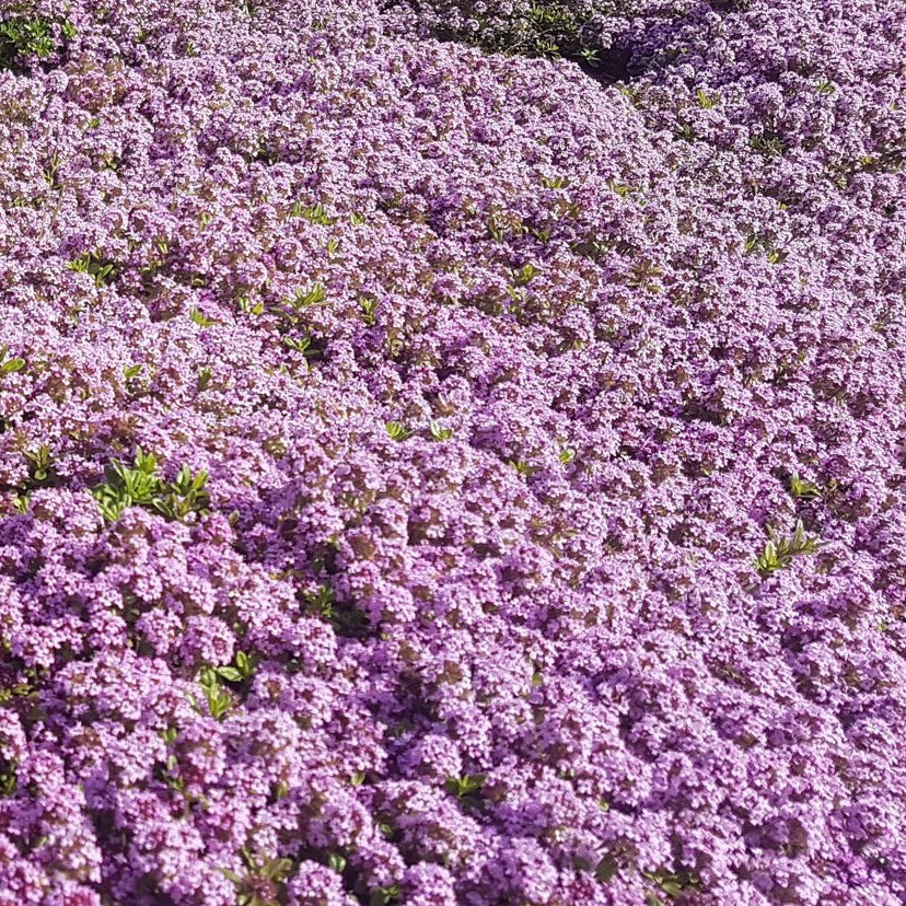 Thymus longicaulis- 'Creeping Thyme'