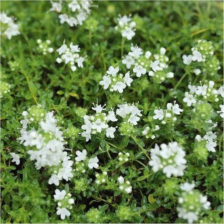 Thymus serphyllum 'Albus' - White Creeping Thyme