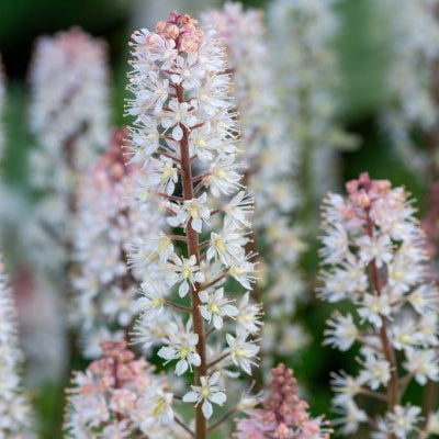 Tiarella cordifolia - 'Foamflower'
