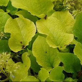 Trachystemon orientalis 'Kiwi Sun'