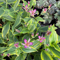 Tricyrtis formosana 'Samurai' - Toad Lily