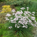 Tulbaghia cominsii - Dwarf Society Garlic