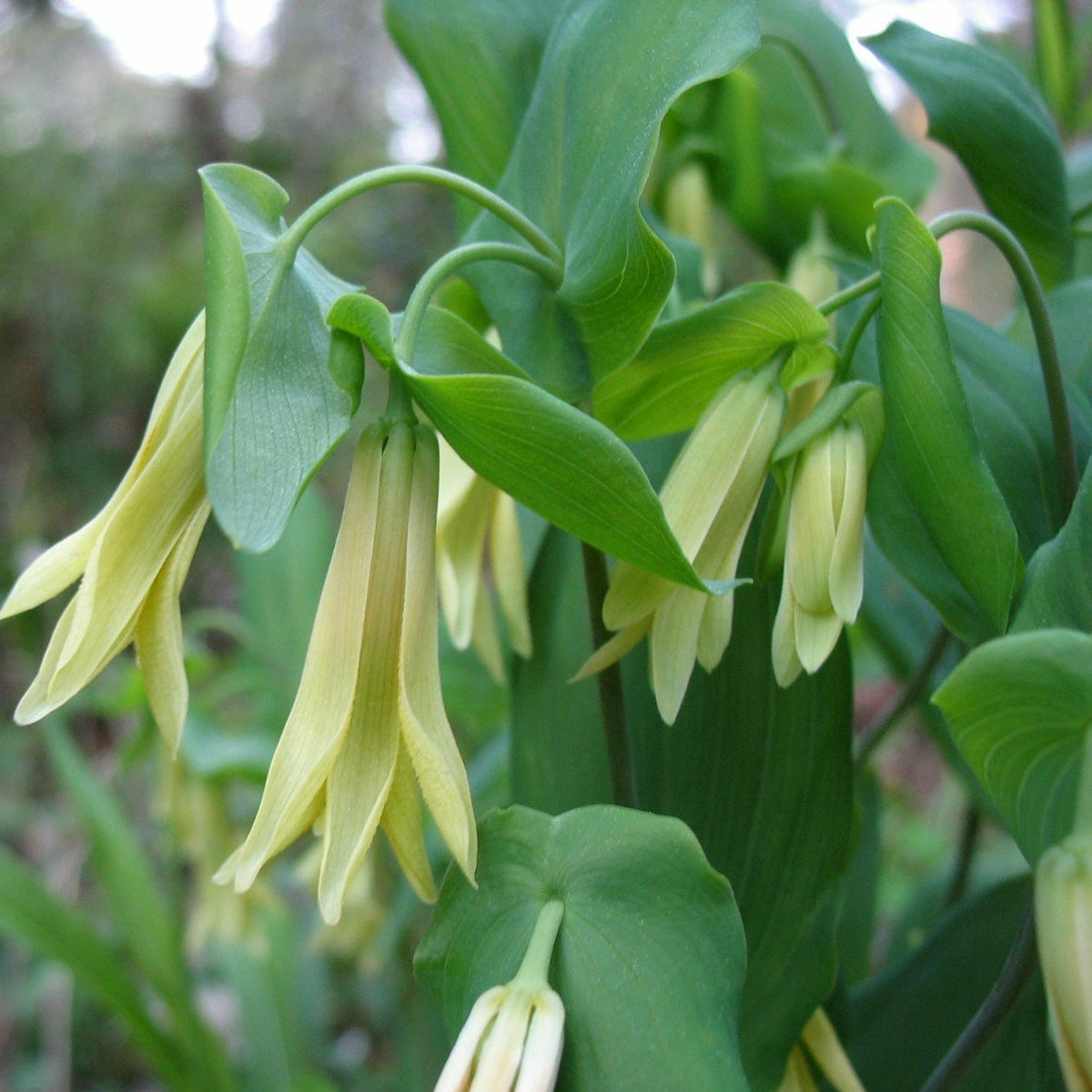 Uvularia perfoliata - Perfoliate Bellwort