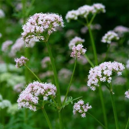 Valeriana officinalis 'Common Valerian'