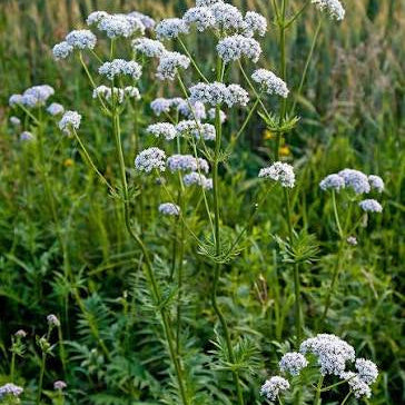Valeriana officinalis 'Common Valerian'