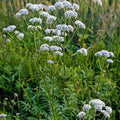Valeriana officinalis 'Common Valerian'