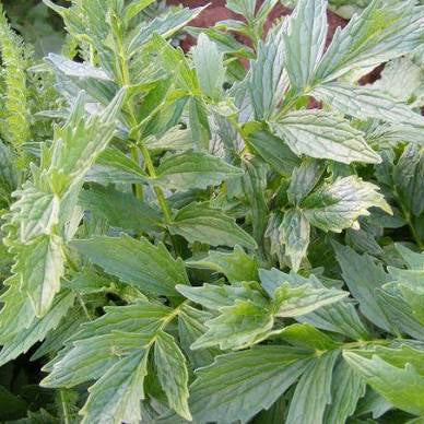 Valeriana officinalis 'Common Valerian'