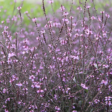 Verbena officinalis var. grandiflora 'Bampton'