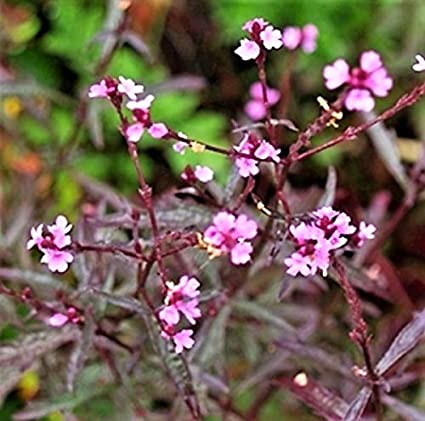 Verbena officinalis var. grandiflora 'Bampton'