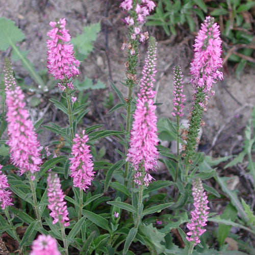 Veronica spicata 'Barcarolle'