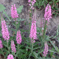 Veronica spicata 'Barcarolle'