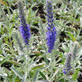 Veronica incana 'Silbersee'