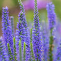 Veronica spicata- 'Blue Regiment'