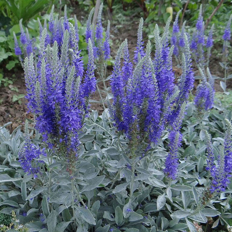 Veronica incana 'Silbersee'