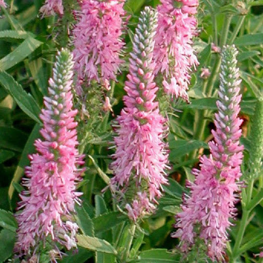 Veronica spicata 'Barcarolle'