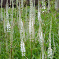Veronicastrum virginicum album - White Culver's Root.