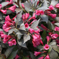 Weigela florida 'Purpurea'