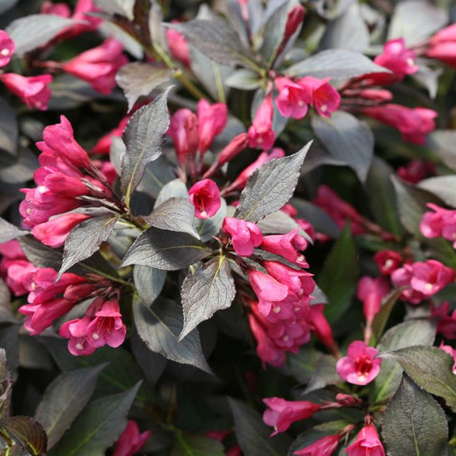 Weigela florida 'Purpurea'