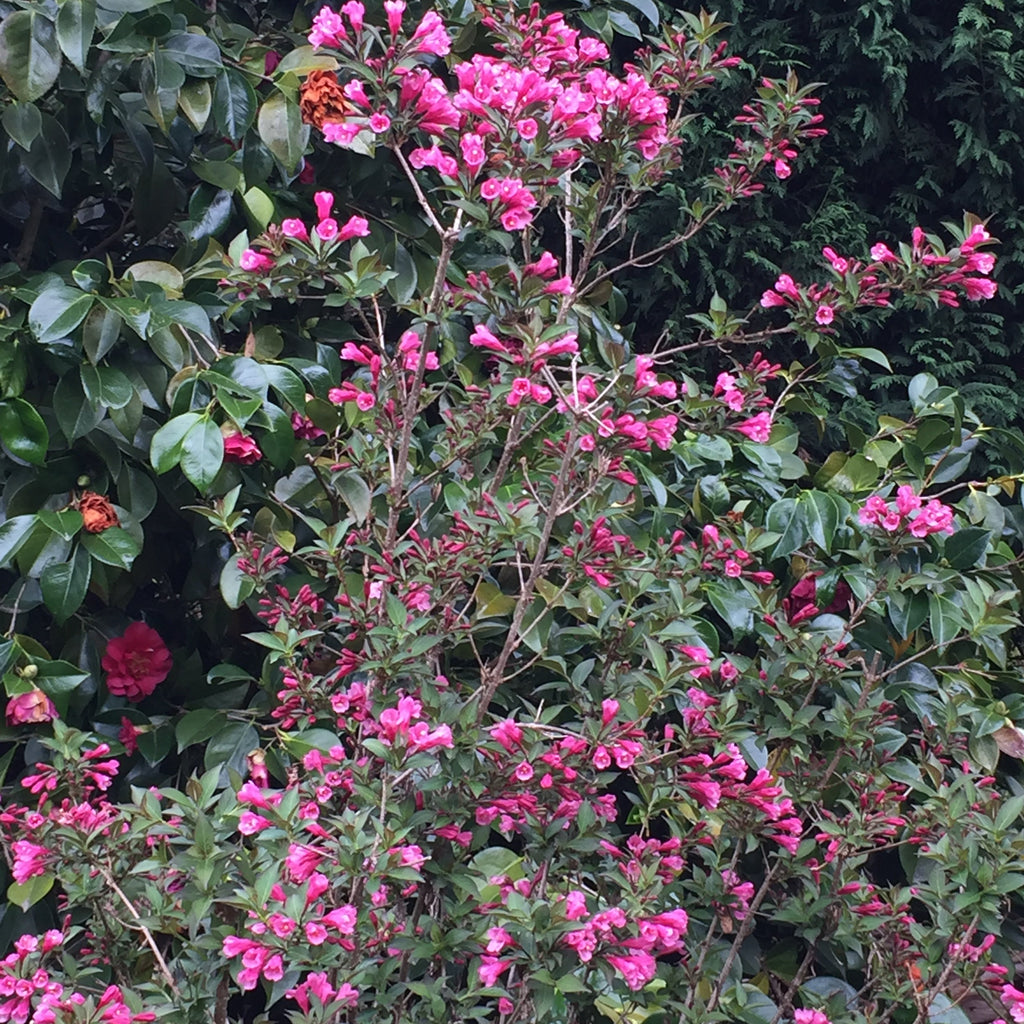 Weigela florida 'Purpurea'