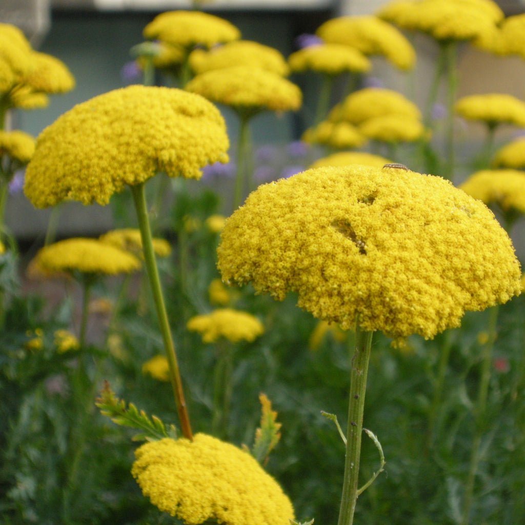 Achillea filipendulina 'Gold Plate'
